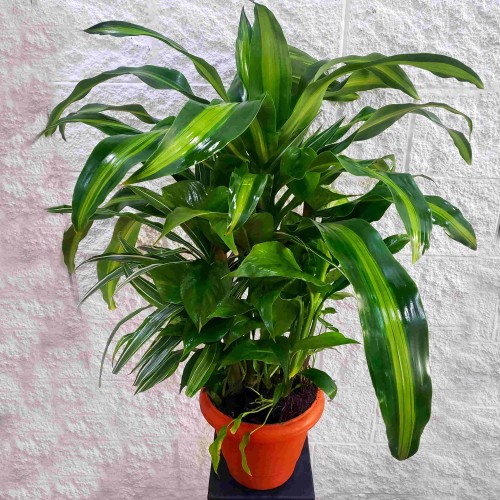 Medium plant set